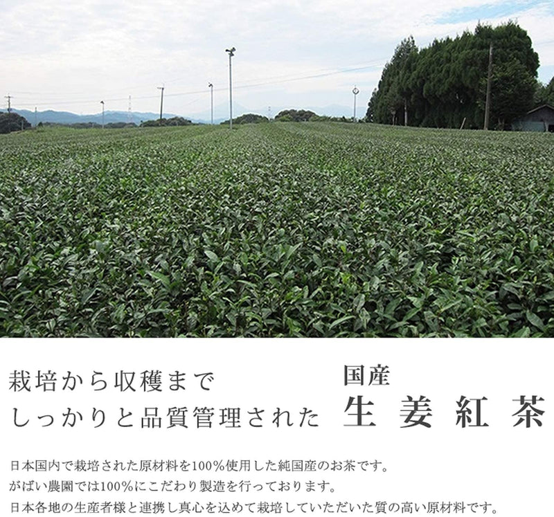 がばい農園 国産 手作り 生姜紅茶 3g×40包
